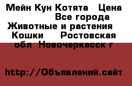 Мейн Кун Котята › Цена ­ 15 000 - Все города Животные и растения » Кошки   . Ростовская обл.,Новочеркасск г.